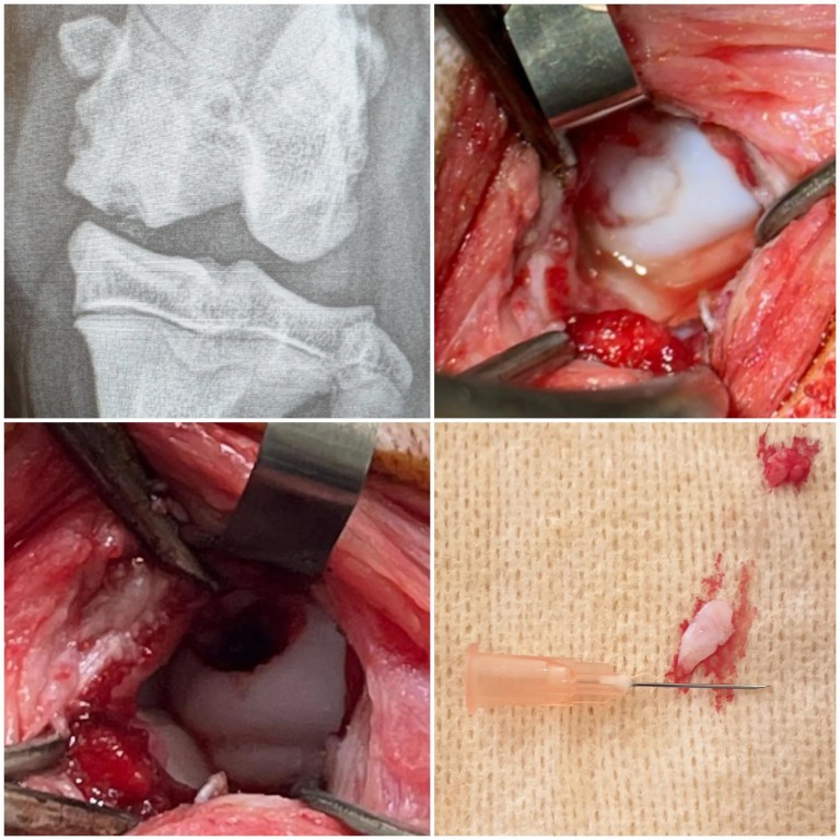 Cas de chirurgie : Ostéochondrite Dissécante (OCD) chez un jeune American Bully